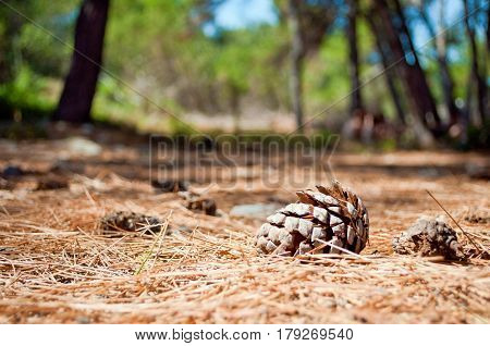 One dry brown pine cone lying on the ground among many spruce needles in the forest against green foliage and blue sky