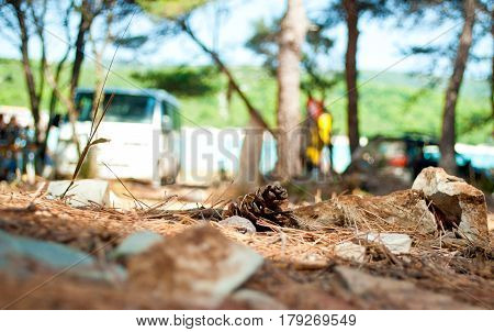 One dry brown pine cone lying on the ground among many spruce needles and stones in the forest against green foliage blue sky and blurred bus car and figures of people