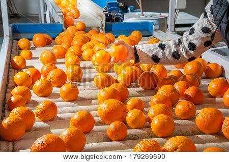 The Working Of Citrus Fruits