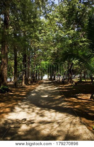 This is a road through the trees
