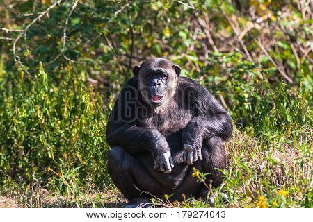 Thoughtful chimpanzee on shore of pond. SweetWater, Kenya