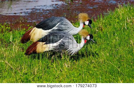 Two crone crane on shore of pond. SweetWater, Kenya