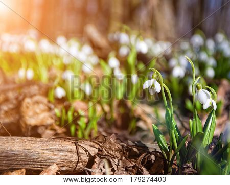 Carpet Of Snowdrops Galanthus Plicatus In Spring Forest