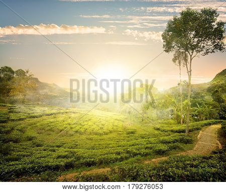 Fog and tea field in Nuwara Eliya, Sri Lanka