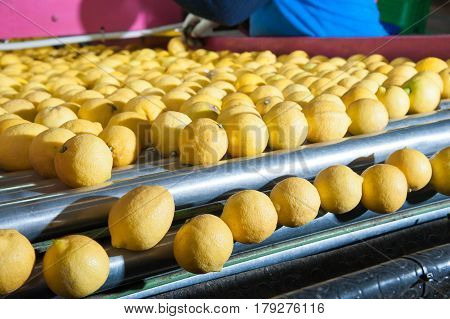 Femminello lemons from Syracuse in the carriage before the washing process