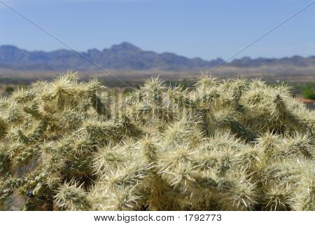 Cholla og bjergene