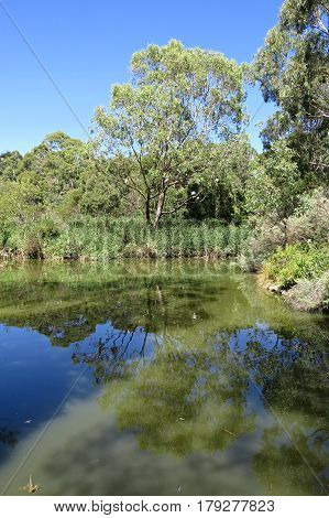 Australian wetlands pond river water reflection of trees in green water with blue sky