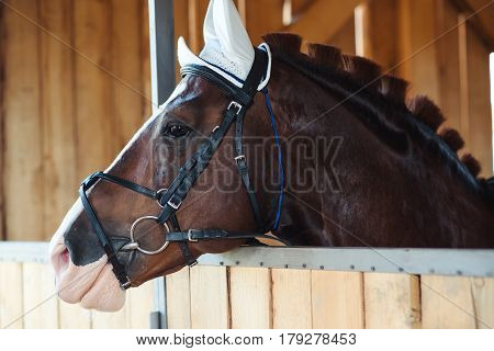 Brown horse in a stable. Horse's head.
