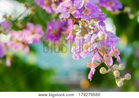 Cananga Flowers Blooming On Tree Against Blue Sky Lagerstroemia. It Is A Species Of Flowering Plant 