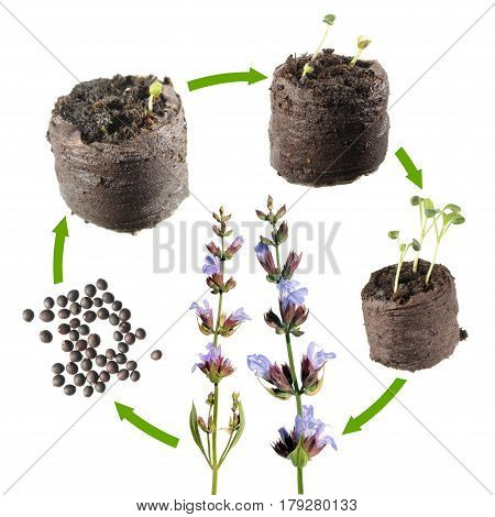 Stages of growth of Common sage (Salvia officinalis) from seed to a flowering plant. Life cycle plant
