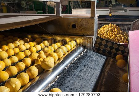 The Working Of Citrus Fruits
