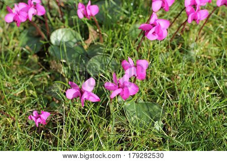 The Beautiful Flowers of the Cyclamen Coum Plant.