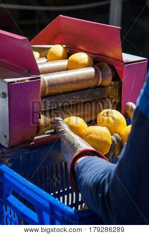 The Working Of Citrus Fruits