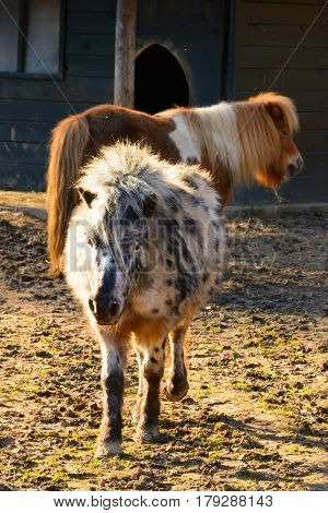 Two ponies in the paddock. Mini Zoo Castolovice. Sheltland pony.