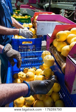 The Working Of Citrus Fruits