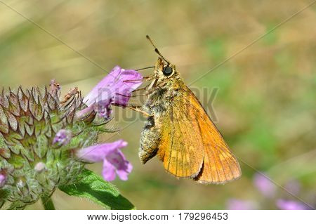 Large Skipper - Ochlodes sylvanus. Butterfly in natural habitat