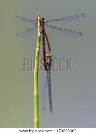 Pair Of Large Red Damselfly Copula