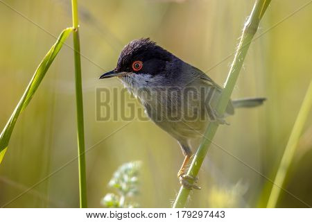 Sardinian Warbler With Red Eye Perched On Grass Stem