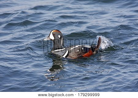 Flock of colorful male Harlequin Duck (histrionicus histrionicus) swimming in the Atlantic Ocean