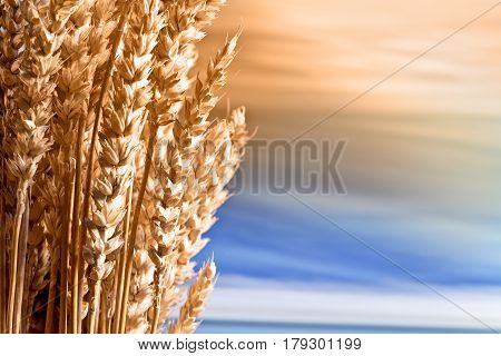 Sheaf Of Wheat On The Blue Sky