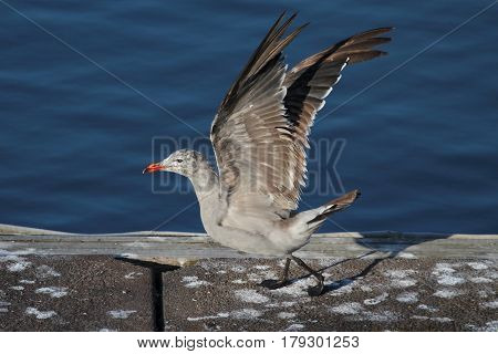 Heermanns Gull (Larus heermanni) on the beach by the Pacific Ocean