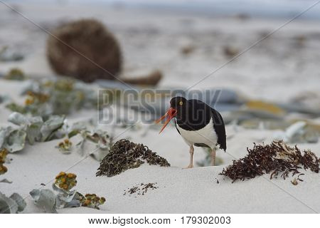 Magellanic Oystercatchers (Haematopus leucopodus) resting amongst Sea Cabbage plants (Senecio candidans) on a sandy beach on Sealion Island on the Falkland Islands.