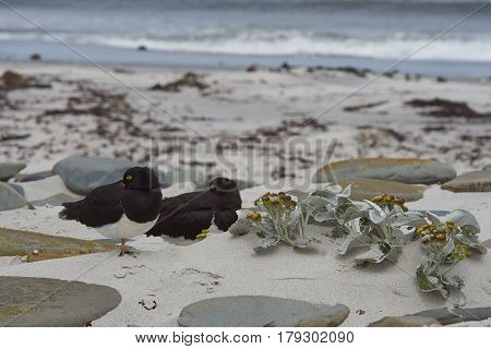 Magellanic Oystercatchers (Haematopus leucopodus) resting amongst Sea Cabbage plants (Senecio candidans) on a sandy beach on Sealion Island on the Falkland Islands.