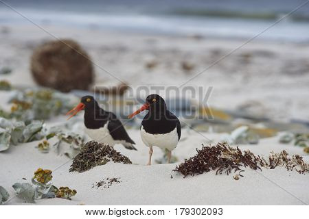 Magellanic Oystercatchers (Haematopus leucopodus) resting amongst Sea Cabbage plants (Senecio candidans) on a sandy beach on Sealion Island on the Falkland Islands.