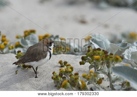 Two-banded Plover (Charadrius falklandicus) foraging amongst flowering Sea Cabbage plants (Senecio candidans) on a sandy beach on Sealion Island on the Falkland Islands.