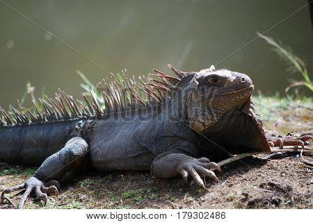 Gray iguana warming in the sunshine beside a body of water.