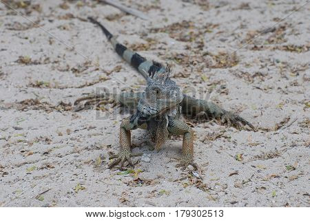 Iguana sitting on a sand beach with a striped tail.