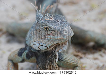 Fantastic face of an iguana with spines on his back posing.