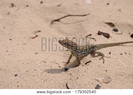 Adorable small brown lizard sitting on a white sand beach.