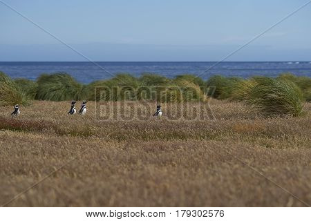 Magellanic Penguins (Spheniscus magellanicus) walking through a grassy meadow on Sealion Island in the Falkland Islands.