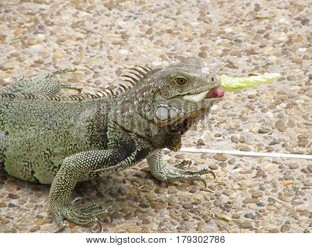 Pink tongue of an iguana sticking out as he eats lettuce.