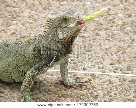 Iguana eating a snack of lettuce on a walk way.