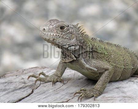 Gorgeous amazing gray iguana perched on a fallen log.