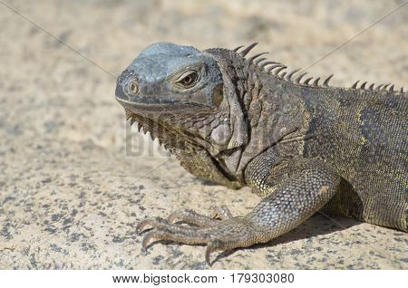 Gray iguana with very long talons along it's feet.