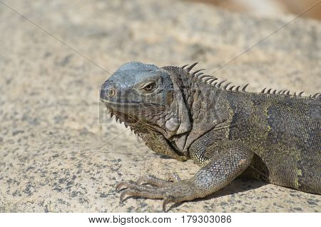 Cute gray iguana with long spines along his back.