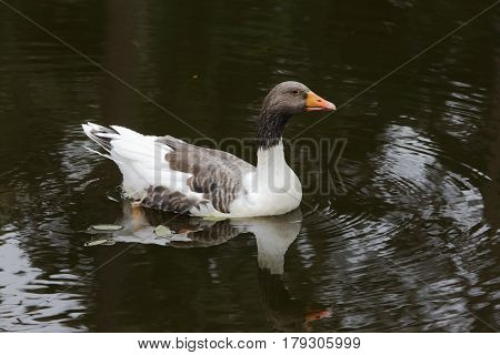 Domestic goose of the species Greylag goose (Anser anser )provincial name and variation refered as Olandsgas from the Swedish province of Oland.
