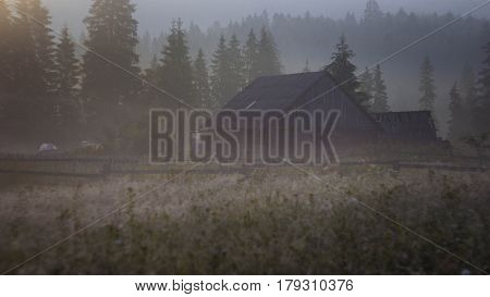 Early morning sun rays illuminate the dawn beautiful Carpathian landscape in the mist on the background of ancient trees are blooming field of summer