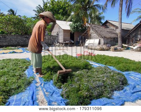 Woman Working At An Algae Field In Nusa Lembongan
