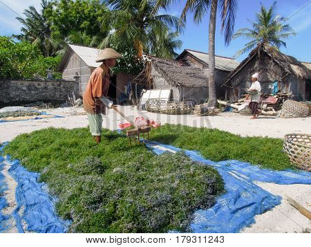 Woman Working At An Algae Field In Nusa Lembongan