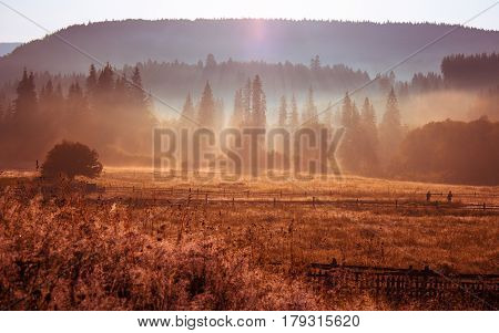 Early morning sun rays illuminate the dawn beautiful Carpathian landscape in the mist on the background of ancient trees are blooming field of summer
