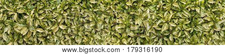 Variegated spotted laurel bush hedge long horizontal background