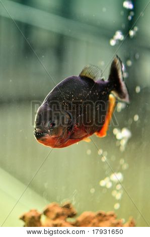 Piranha