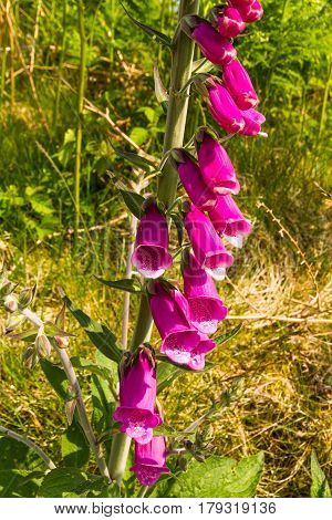 Common Foxglove Or Digitalis Purpurea