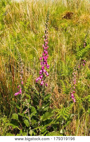Common Foxglove Or Digitalis Purpurea