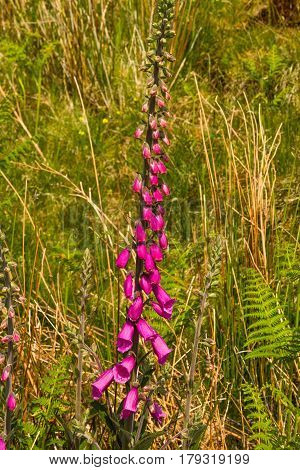 Common Foxglove Or Digitalis Purpurea