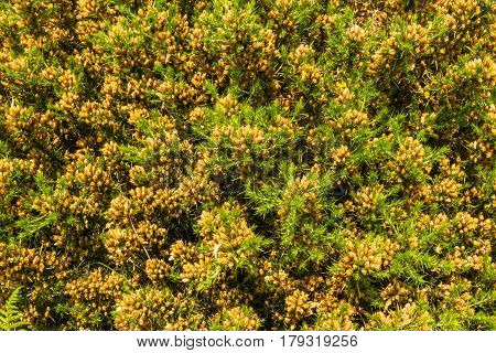 Ulex Europaeus (gorse, Common Gorse, Furze Or Whin). Macro.